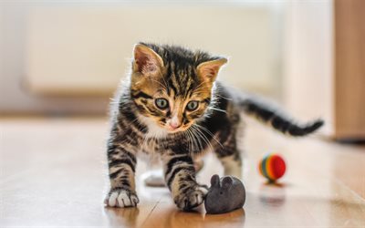 small gray kitten, American Bobtail, kitten, cute animals, toys for cats
