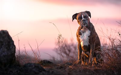 Boxer Dog, sunset, pets, cute animals, lawn, dogs, Boxer