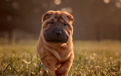 Shar Pei, little brown cachorro, tarde, puesta de sol, simp&#225;ticos animales, mascotas, perros peque&#241;os