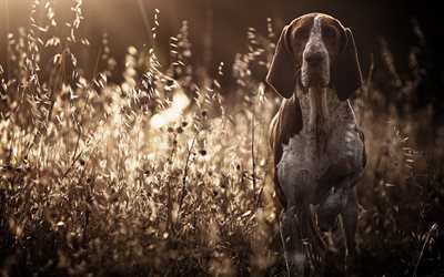 German Shorthaired Pointer, lawn, pets, dogs, cute animals, German Shorthaired Pointer Dog