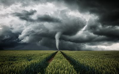 tornado, furac&#227;o, campo de trigo, EUA, perigosos fen&#244;menos naturais, cinzento de nuvens, trovoada