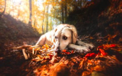 Golden Retriever Dog, autumn, labrador, dogs, bokeh, pets, cute animals, Golden Retriever