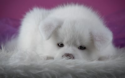 Akita-inu, peque&#241;as blancas mullidas cachorro Akita Japon&#233;s, peque&#241;o perro blanco, animales lindos, Grandes Japon&#233;s de Perros, cachorros, mascotas, animales de Akita
