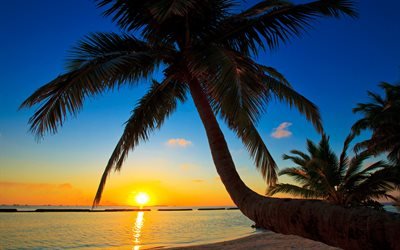 Maldives, sunset, tropics, palm, ocean, summer