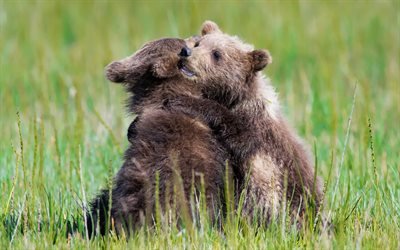 Bears, wild nature, small cubs, green grass