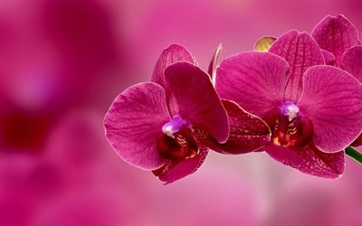 Orquídea rosa, flores tropicales, orquídeas rama, flores hermosas