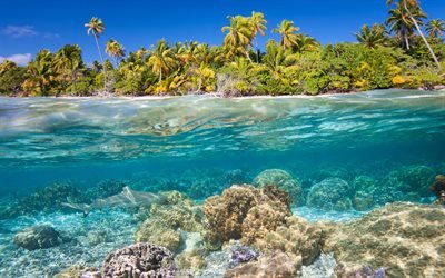 Tropical islands, underwater world, corals, shark, fish, under water, palm trees, summer, beach, diving