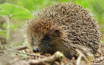 Hedgehog, forest, forest animals, green grass, thorns, small hedgehog