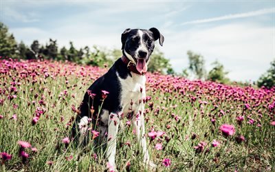 4k, French White and Black Hound, lawn, pets, dogs, hunting dogs, black-white dog