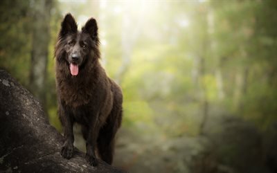 Belgian Shepherd, bokeh, pets, forest, cute animals, black Belgian Shepherd, dogs, Belgian Shepherd Dog