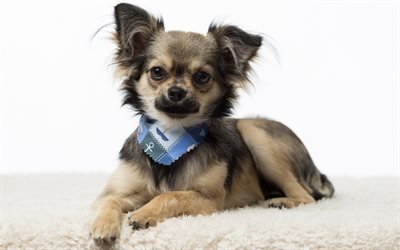chihuahua, small cute dog, pet, furry dog, dog breeds