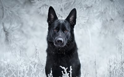 Black German Shepherd, bokeh, pets, winter, cute animals, black dog, German Shepherd, dogs, German Shepherd Dog