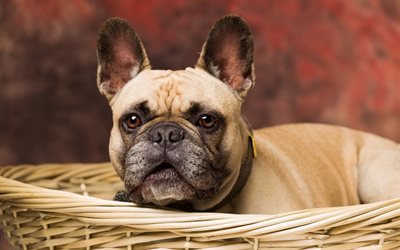 French Bulldog, small puppy, brown little dog, puppy in the basket, cute animals
