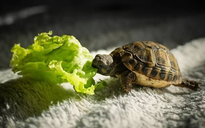 very small turtle, pets, reptile, leaf of green salad, turtle