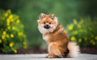 brown little spitz, cute little dogs, puppies, pets, breeds of dogs, spitz