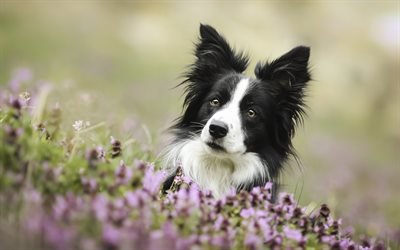 4k, ボーダー Collie, かわいい動物たち, 芝生, 黒ボーダー collie, ペット, 犬, ボーダー Collie犬