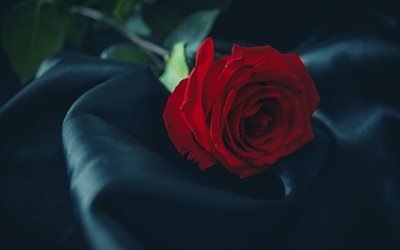 seta nera, rose rosse, 4k, close-up, fiori rossi, bokeh, rose