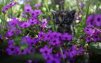 liten kattunge, close-up, bokeh, katter, husdjur, violetta blommor, roliga djur, kattunge