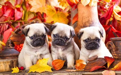 Pug Dog, family, dogs, puppies, small pug, autumn, cute animals, pets, Pug
