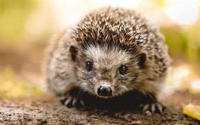 small hedgehog, cute forest animals, wildlife, hedgehog