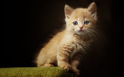 small brown kitten, cute animals, pets, little fluffy cat, kittens with blue eyes