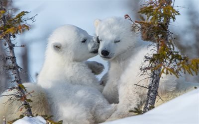 small white cubs, wildlife, winter, forest, polar bears, cubs