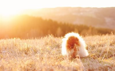 Pomerania esponjoso, perro, perrito faldero, puesta de sol, simp&#225;ticos animales, mascotas, perros Pomerania Spitz