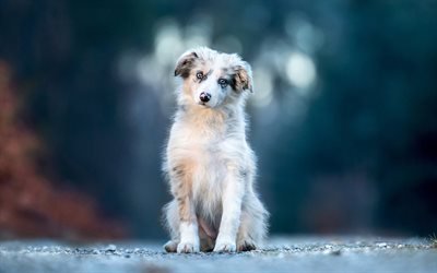 Australian Shepherd, fluffy white puppy, white dog with blue eyes, pets, dogs, Aussie