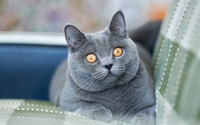 British shorthair cat, pets, gray big cat, breed of domestic cats
