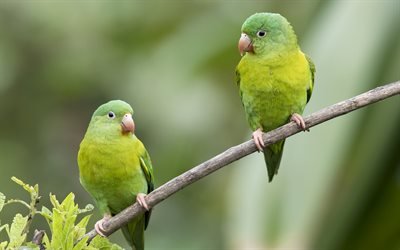 green parrots, beautiful green birds, parrots, birds on a branch, forest