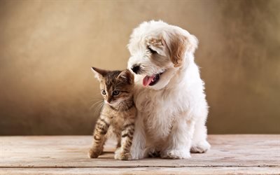 マルタ, 子猫, 犬, 友好, 猫, かわいい動物たち, ペット, マルタの犬