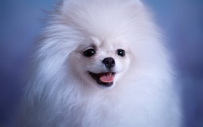 El pomerania, blancas y esponjosas perro, animales divertidos, perros peque&#241;os, perros tipo Spitz, divertido perro