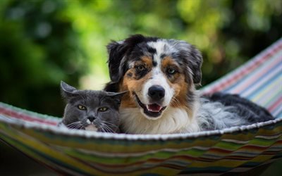 British Shorthair Cat, Australian Shepherd Dog, Cat and Dog, Friendship concepts, cute animals, Aussie
