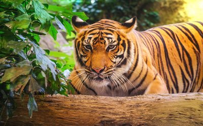tiger, predator, wildlife, Bengal tiger, dangerous beast