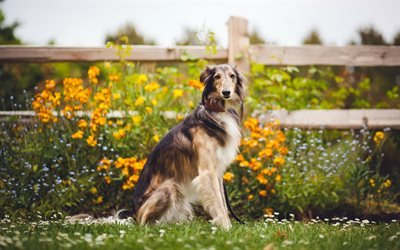 Borzoi, fazenda, cachorros, flores, animais de estima&#231;&#227;o, animais fofos, Cachorro Borzoi