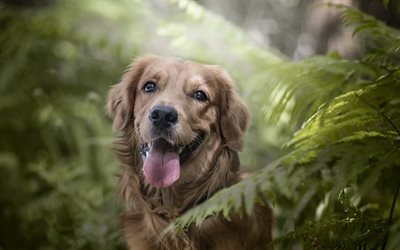 brun-labrador, chien dans les buissons, mignon chiens, les animaux de compagnie, des animaux mignons, le labrador retriever