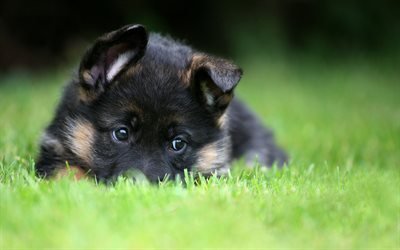 ドイツの羊飼い, 子犬, ペット, 芝生, 近, ボケ, かわいい動物たち, 犬, ジャーマンシェパードドッグ