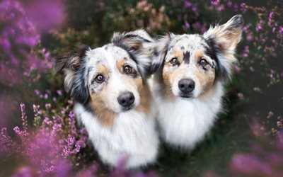 Aussie, cute animals, Australian Shepherds, pets, dogs in flowers
