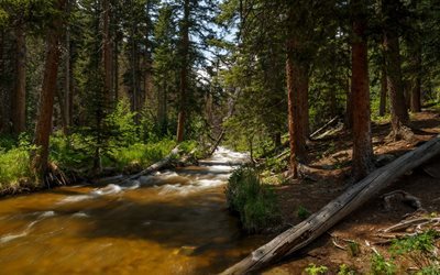 river, forest, summer, tree, forest stream