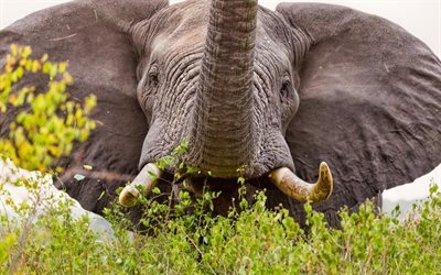 elephant, africa, wildlife, elephant trunk