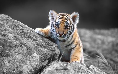 tiger cub, lilla tiger, vilda djur, tigrar
