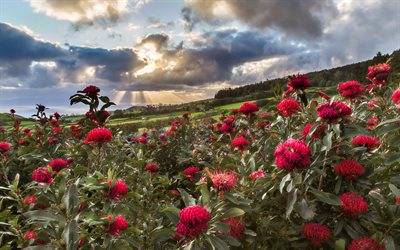 Azores, verano, pradera, puesta del sol, monta&#241;as, flores rojas, Portugal