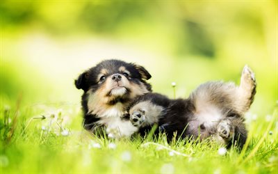 フィンランドのLappphund, かわいい動物たち, 子犬, 芝生, lappphund, 犬