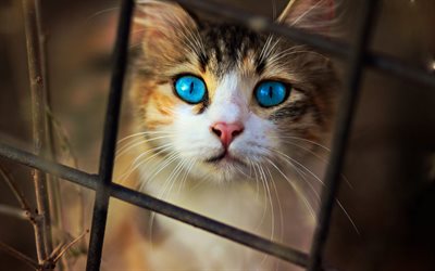 Manx, les yeux bleus, les animaux de compagnie, le bokeh, le chat domestique, mignon, animaux, chats, Chat Manx