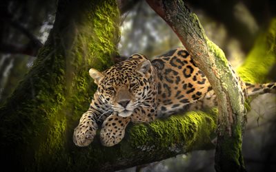 leopardo, predador, a vida selvagem, selva, &#193;frica, Panthera pardus