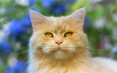 chat roux, portrait, chat avec des yeux verts, les animaux de compagnie, chat &#224; poils, des animaux mignons, des chats