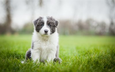ボーダー Collie, ペット, 子犬, かわいい動物たち, 芝生, グレーのボーダー collie, 犬, ボーダー Collie犬