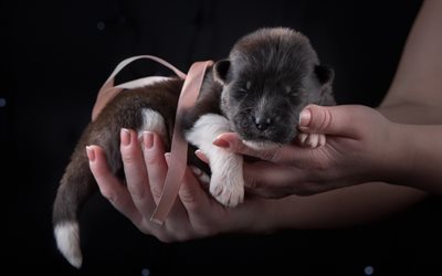 akita am&#233;ricain, petit noir chiot, petit chien, chiot sur les mains, cadeau, mignon, animaux, chiens