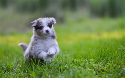 Australian Shepherd, puppy, running dog, cute Aussie, lawn, dogs, brown Aussie, Australian Shepherd Dog, Aussie, pets, cute animals, Aussie Dog