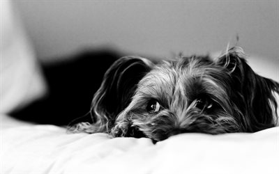 yorkshire terrier, curly dog, cute eyes, pets, monochrome, dogs